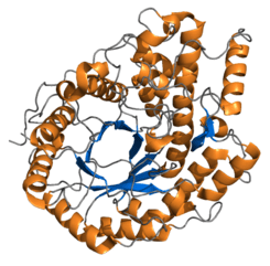 Beta amilasa, del grupo de enzimas descritas por primera vez por Payen