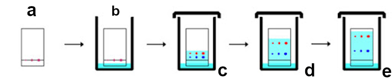 Figura 3: Secuencia de cromatografía genérica para el compuesto X: a) Adsorción, b) Exposición a una fase móvil, c) La muestra X rompe su sujeción a la fase estacionaria y viaja, d) Movimiento con la fase móvil, e) reinteracción con la fase estacionaria.