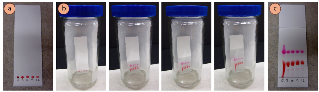 Figura 1: a) Tinte de comida roja manchado a diferentes diluciones, b) Elución, c) Placa de TLC desarrollada.