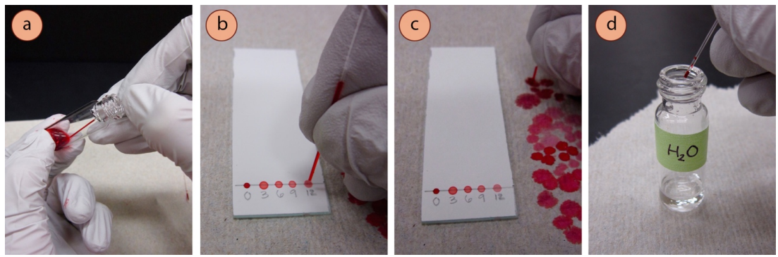Figura 4: a) Volcar el vial para extraer el líquido con el sembrador, b) Colocar las muestras en una placa de TLC, c) Drenar el exceso de muestra en una toalla de papel, d) Enjuagar el sembrador con disolvente (agua en este caso).