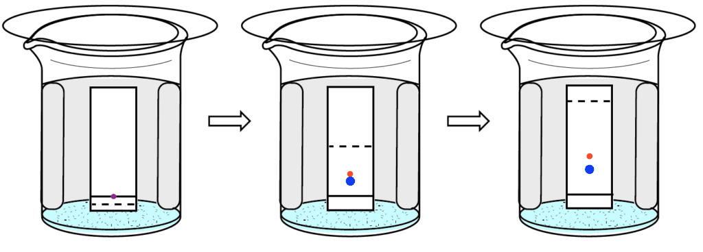 Figura 2: Secuencia de cromatografía en capa delgada para separar los componentes de una muestra púrpura.