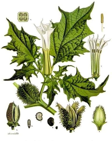 Ficha botánica de la Datura stramonium o estramonio