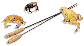 Las ranas sobre las que Cochrane escribió pertenecen a cualquiera de las familias Dendrobates, Phyllobates, Atropophrynus y Colostethus. Se caracterizan por sus marcas de colores, que anuncian la naturaleza venenosa de estas criaturas en un intento de advertir a los depredadores.