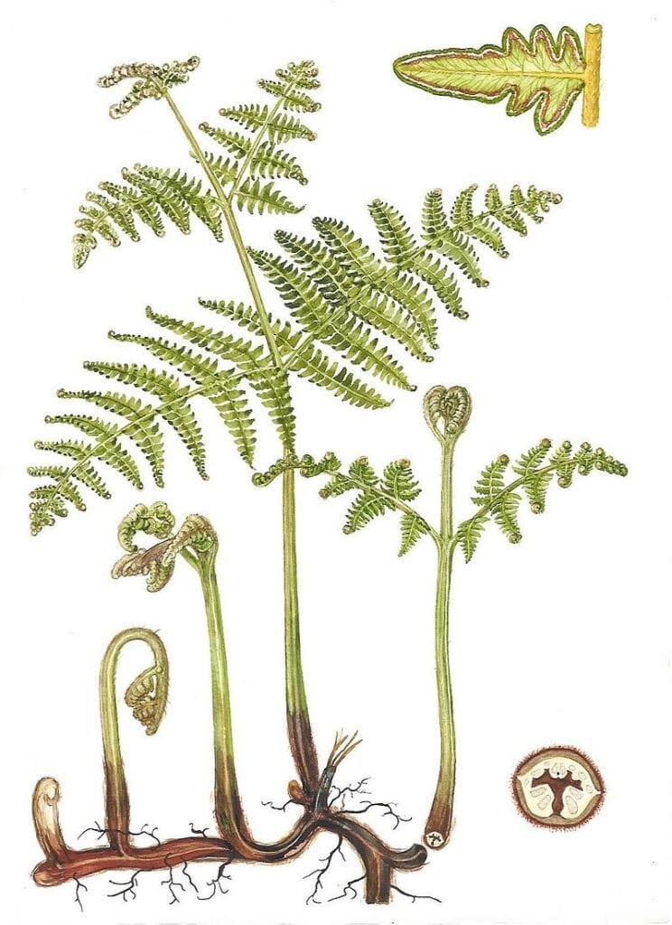 B&aacute;culos, frondas, rizomas de helecho Pteridium