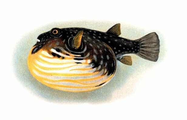 El pez globo con manchas blancas (Arothron hispidus).