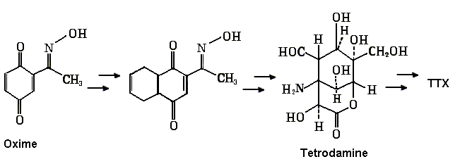 Una de las rutas de síntesis de tetrodotoxina