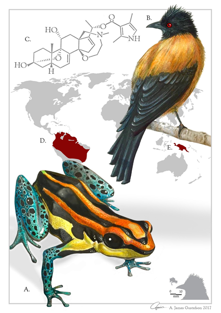 Ilustración de la batracotoxina y dos de las especies en las que se encuentran. Ilustración de A. James Gustafson (http://www.blog.illustraciencia.info/2017/05/batrachotoxin-darts-feathers-james.html)