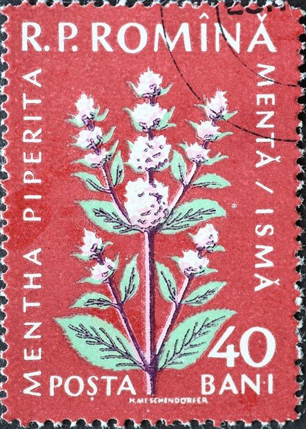Sello postal en honor a la Mentha piperita una de las fuentes naturales del mentol