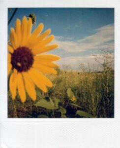 Una toma de muestra de la película Polaroid Tipo 600, ISO 640, color, 2009