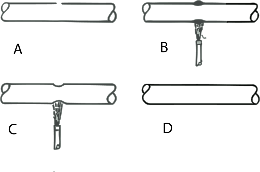 Fig 1. T&eacute;cnica b&aacute;sica para la uni&oacute;n recta de dos tubos de vidrio