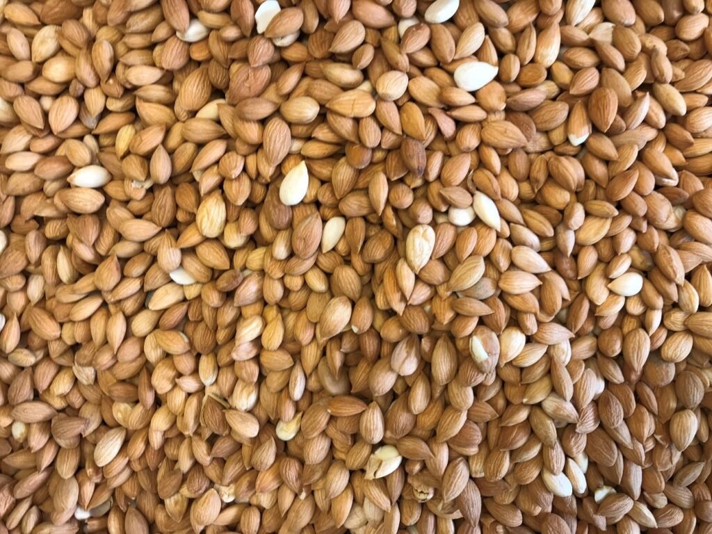 Semillas secas de albaricoque
